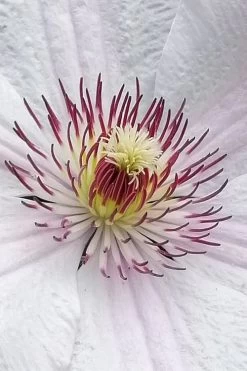 John Paul II Clematis - 1 Gallon Pot -Shrub Plant Shop clematis john paul II 5