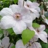 John Paul II Clematis - 1 Gallon Pot
