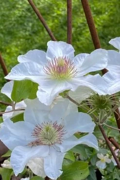 Kitty Clematis - 1 Gallon Pot -Shrub Plant Shop clematis kitty 1