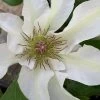 Kitty Clematis - 1 Gallon Pot