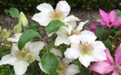 Kitty Clematis - 1 Gallon Pot -Shrub Plant Shop clematis kitty 2