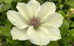 Kitty Clematis - 1 Gallon Pot -Shrub Plant Shop clematis kitty 8