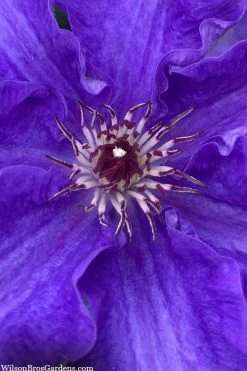 Lindsay Clematis - 1 Gallon Pot -Shrub Plant Shop clematis lindsay 5