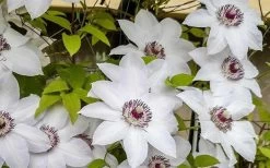 Miss Bateman Clematis - 1 Gallon Pot 15 Miss Bateman Clematis - 1 Gallon Pot -Shrub Plant Shop clematis miss bateman 800x500 1