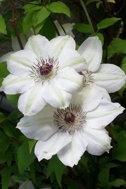 Miss Bateman Clematis - 1 Gallon Pot 12 Miss Bateman Clematis - 1 Gallon Pot -Shrub Plant Shop clematis miss20bateman 3 500x750 1