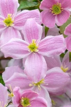 Mayleen Montana Clematis - 1 Gallon Pot -Shrub Plant Shop clematis montana mayleen 1