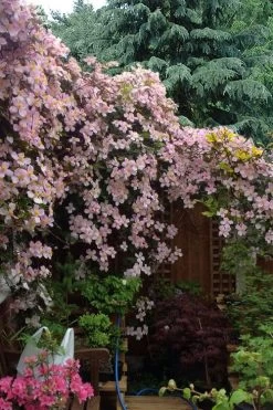 Mayleen Montana Clematis - 1 Gallon Pot -Shrub Plant Shop clematis montana mayleen 12