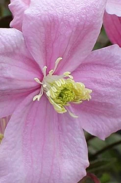 Mayleen Montana Clematis - 1 Gallon Pot -Shrub Plant Shop clematis montana mayleen 4