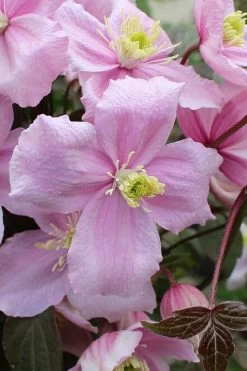 Mayleen Montana Clematis - 1 Gallon Pot -Shrub Plant Shop clematis montana mayleen 5