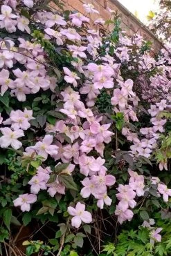 Mayleen Montana Clematis - 1 Gallon Pot -Shrub Plant Shop clematis montana mayleen 6