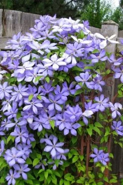 Mrs. Cholmondeley Clematis - 1 Gallon Pot 9 Mrs. Cholmondeley Clematis - 1 Gallon Pot -Shrub Plant Shop clematis mrs cholmondeley 2