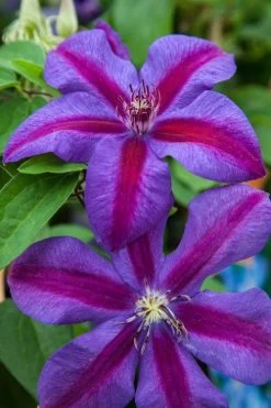Mrs. Norman Thompson Clematis - 1 Gallon Pot -Shrub Plant Shop clematis mrs n thompson 7