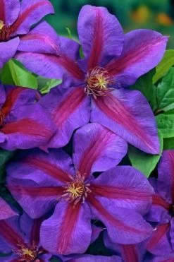 Mrs. Norman Thompson Clematis - 1 Gallon Pot -Shrub Plant Shop clematis mrs norman thompson 20