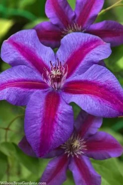 Mrs. Norman Thompson Clematis - 1 Gallon Pot -Shrub Plant Shop clematis mrs norman thompson 21