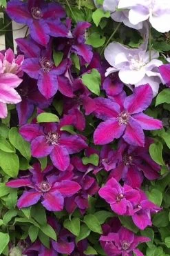 Mrs. Norman Thompson Clematis - 1 Gallon Pot -Shrub Plant Shop clematis mrs norman thompson 25