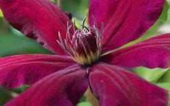 Niobe Clematis - 1 Gallon Pot -Shrub Plant Shop clematis niobe 1