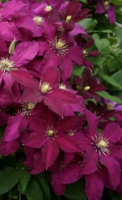 Niobe Clematis - 1 Gallon Pot -Shrub Plant Shop clematis niobe 2