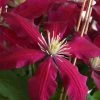Niobe Clematis - 1 Gallon Pot