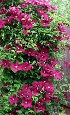 Niobe Clematis - 1 Gallon Pot -Shrub Plant Shop clematis niobe 5
