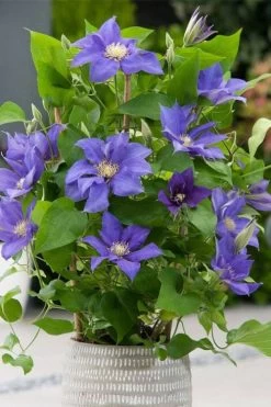 Olympia Clematis - 1 Gallon Pot -Shrub Plant Shop clematis olympia 1