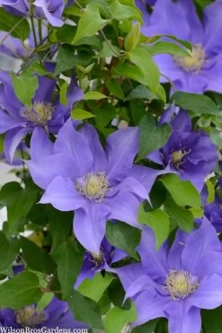 Olympia Clematis - 1 Gallon Pot -Shrub Plant Shop clematis olympia 2