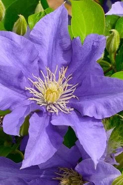 Olympia Clematis - 1 Gallon Pot -Shrub Plant Shop clematis olympia 3