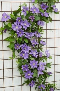 Olympia Clematis - 1 Gallon Pot -Shrub Plant Shop clematis olympia 6