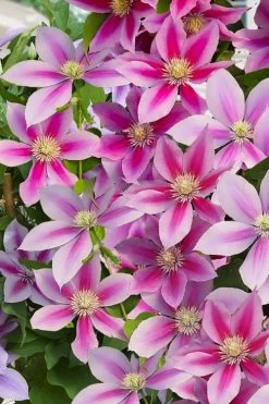 Poseidon Clematis - 1 Gallon Pot -Shrub Plant Shop clematis poseidon 11
