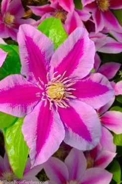 Poseidon Clematis - 1 Gallon Pot -Shrub Plant Shop clematis poseidon 12