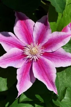 Poseidon Clematis - 1 Gallon Pot -Shrub Plant Shop clematis poseidon 9