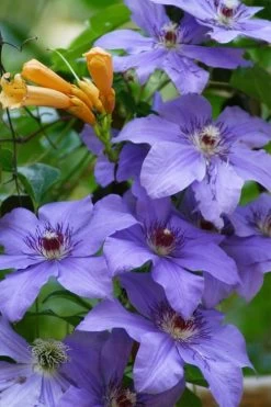 Ramona Clematis - 1 Gallon Pot -Shrub Plant Shop clematis ramona 10