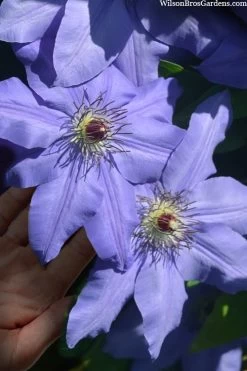 Ramona Clematis - 1 Gallon Pot -Shrub Plant Shop clematis ramona 15