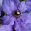 Ramona Clematis - 1 Gallon Pot