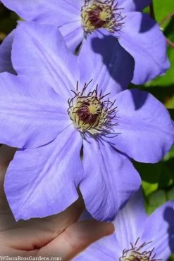 Ramona Clematis - 1 Gallon Pot -Shrub Plant Shop clematis ramona 9