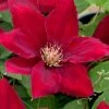 Rebecca Clematis - 1 Gallon Pot