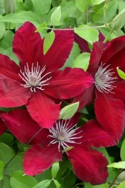 Rebecca Clematis - 1 Gallon Pot -Shrub Plant Shop clematis rebecca 5