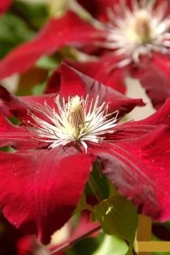 Rebecca Clematis - 1 Gallon Pot -Shrub Plant Shop clematis rebecca 6