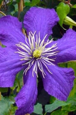 Rhapsody Clematis - 1 Gallon Pot -Shrub Plant Shop clematis rhapsody 3