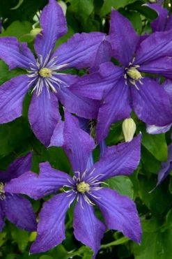 Rhapsody Clematis - 1 Gallon Pot -Shrub Plant Shop clematis rhapsody 4