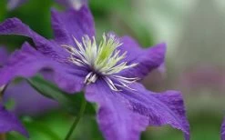 Rhapsody Clematis - 1 Gallon Pot -Shrub Plant Shop clematis rhapsody 5
