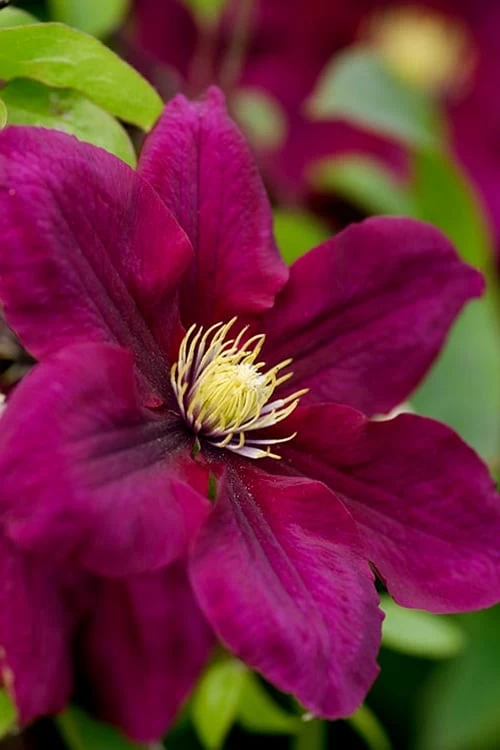 Rosemoor Clematis - 1 Gallon Pot 1 Rosemoor Clematis - 1 Gallon Pot