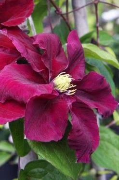 Rosemoor Clematis - 1 Gallon Pot 8 Rosemoor Clematis - 1 Gallon Pot -Shrub Plant Shop clematis rosemoor 5