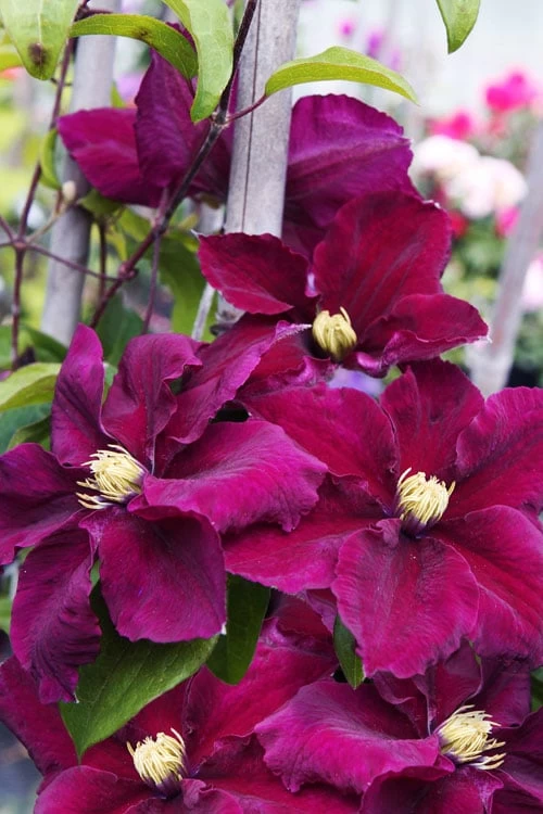 Rosemoor Clematis - 1 Gallon Pot 5 Rosemoor Clematis - 1 Gallon Pot - Image 5
