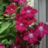 Rouge Cardinal Clematis - 1 Gallon Pot