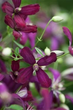 Sweet Summer Love Clematis - 1 Gallon Pot -Shrub Plant Shop clematis sweet summer love 3