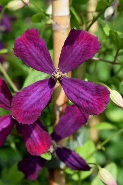 Sweet Summer Love Clematis - 1 Gallon Pot -Shrub Plant Shop clematis sweet summer love 7