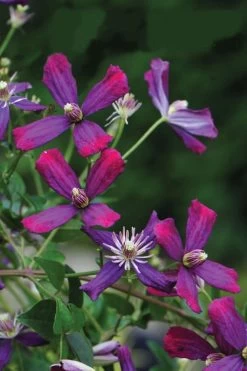 Sweet Summer Love Clematis - 1 Gallon Pot -Shrub Plant Shop clematis sweet summer love 8