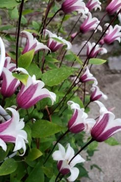 Princess Kate Clematis - 1 Gallon Pot -Shrub Plant Shop clematis texensis princess kate 11