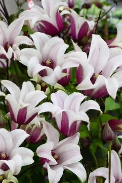 Princess Kate Clematis - 1 Gallon Pot -Shrub Plant Shop clematis texensis princess kate 14