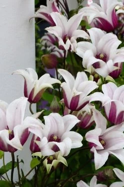 Princess Kate Clematis - 1 Gallon Pot -Shrub Plant Shop clematis texensis princess kate 15